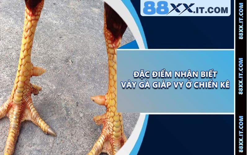 Đặc điểm nhận biết vảy gà giáp vy ở chiến kê
