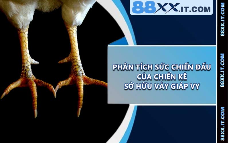 Phân tích sức chiến đấu của chiến kê sở hữu vảy giáp vy